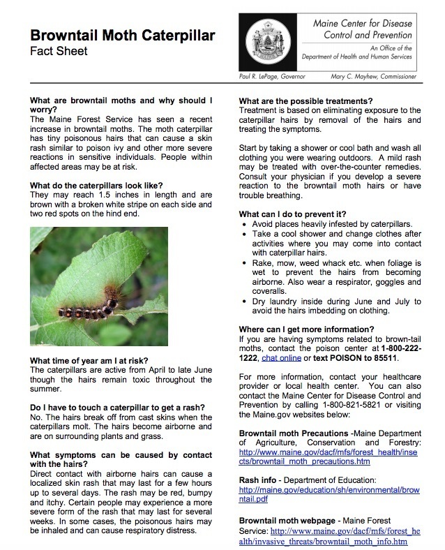 brown tail moth fact sheet from Maine CDC