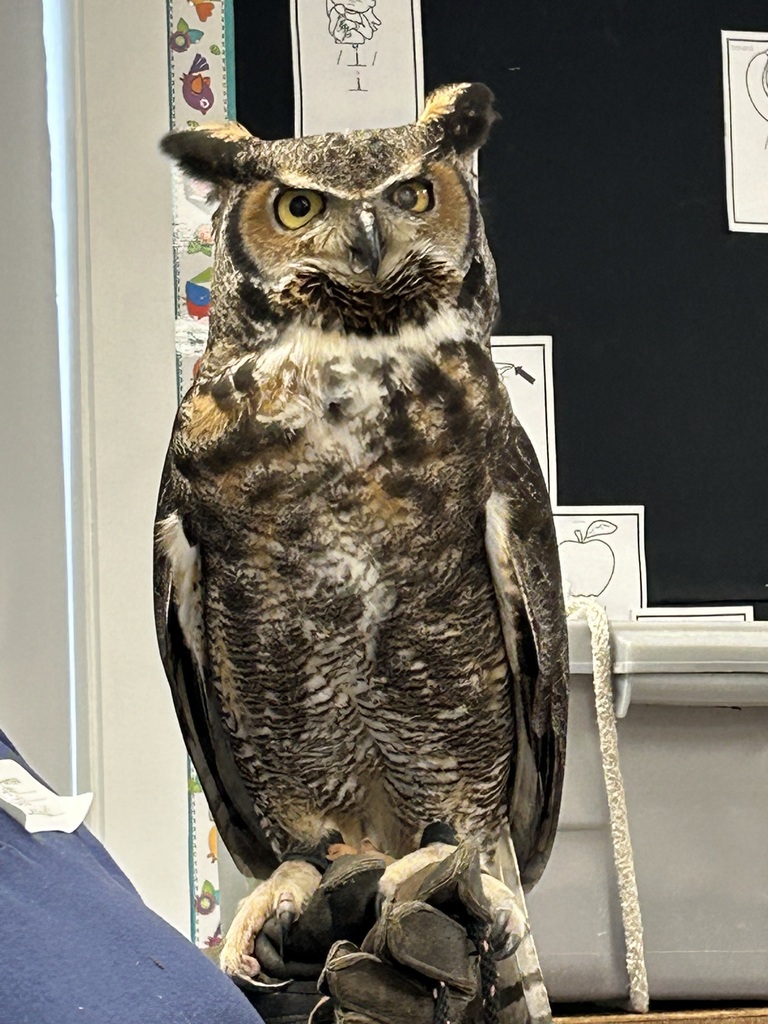 owl