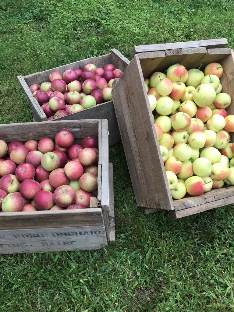 Crates of Apples from Willow Pond Orchards